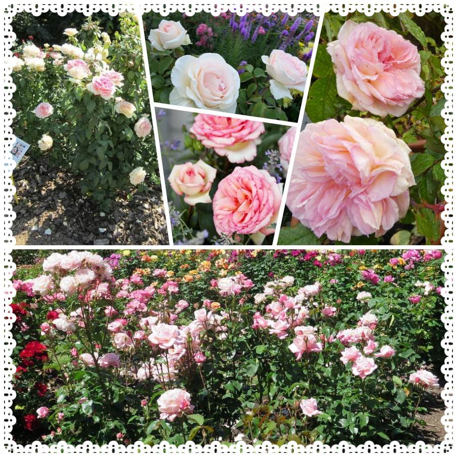 Róża wielkokwiatowa Souvenir de Baden - Baden